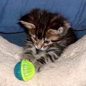 chaton