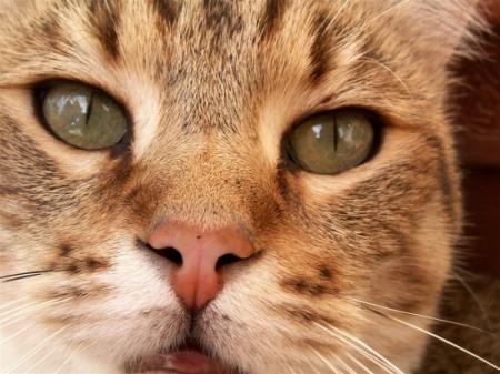 chat