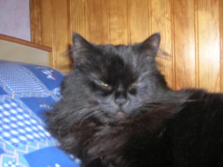 mon chat